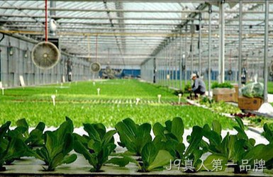 望家欢农产品网站设计案例